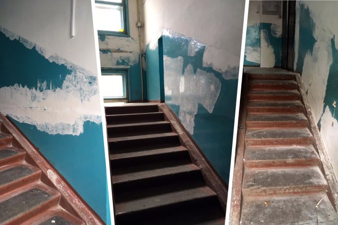 Птенец голубя без хвоста