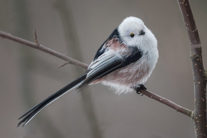 Синица серая (Parus cinereus)