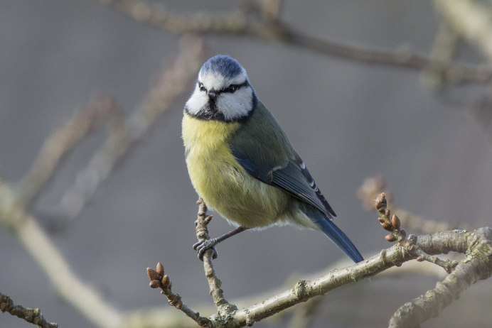Синица Parus Major