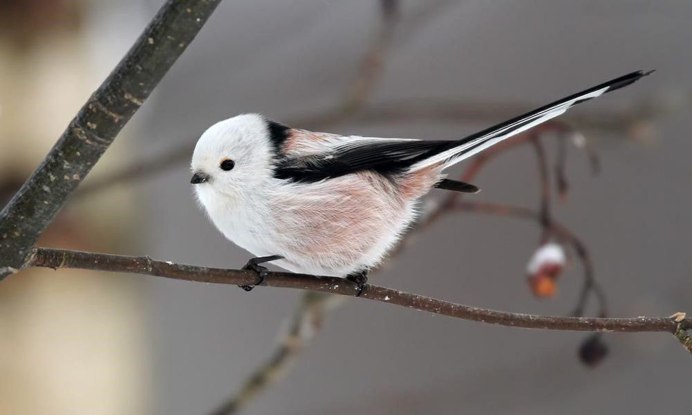 Cyanistes cyanus белая лазоревка