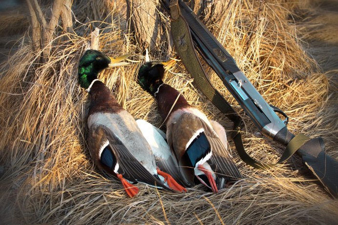 Фазаны (Pheasants)