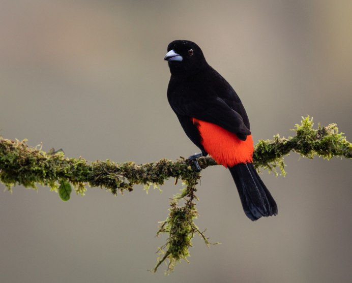 Redwing Blackbird