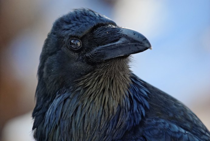 Corvus sinaloae