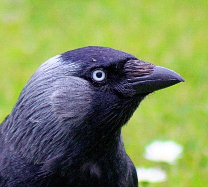 Черный ворон Corvus Corax