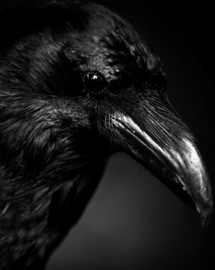 Ворон Corvus Corax