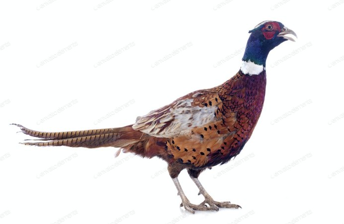 Phasianus colchicus