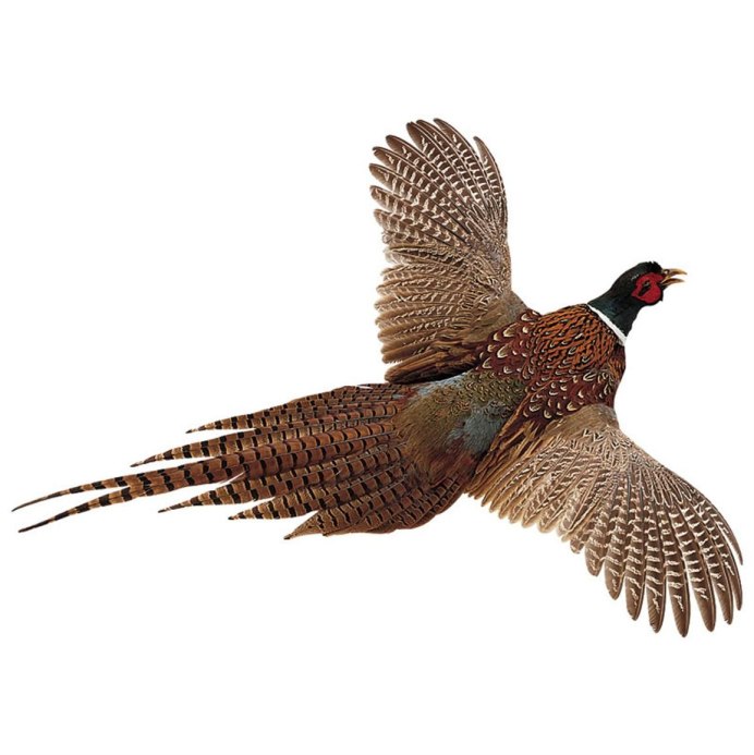 Phasianus torquatus