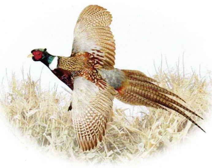 Phasianus colchicus