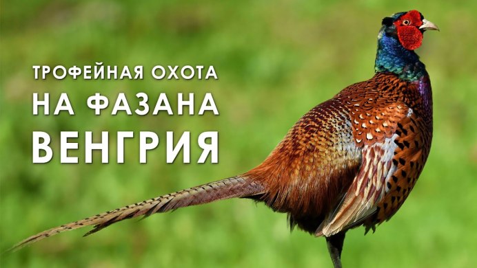 Золотой фазан на прозрачном фоне