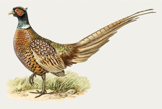 Phasianus torquatus