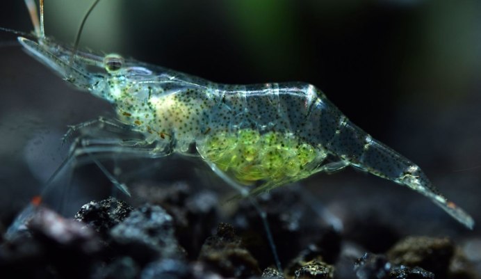 Ghost Shrimp креветка