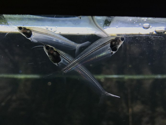 Prionobrama filigera