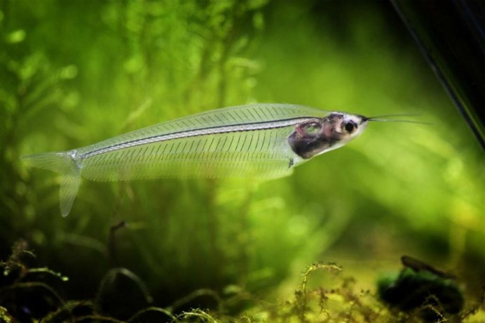 Kryptopterus vitreolus