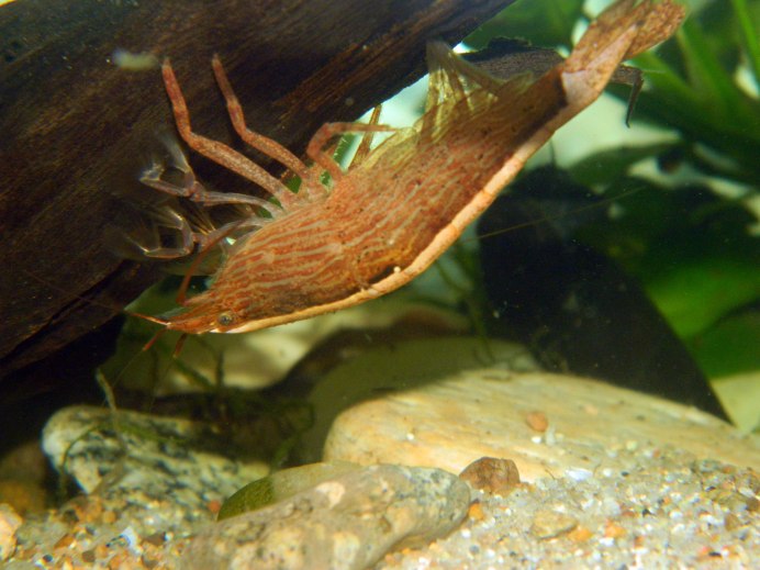 Kryptopterus vitreolus