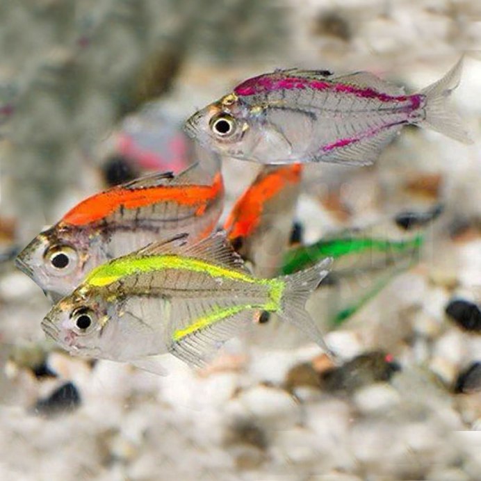 Ghost Shrimp креветка