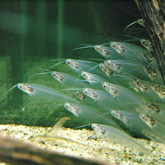 Kryptopterus vitreolus