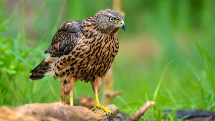 Орёл Сокол ястреб клювы