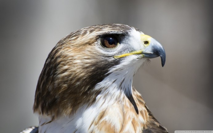 Американская пустельга птенец