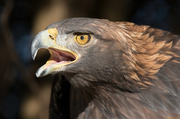 Сокол Сапсан ястреб Коршун