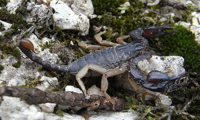 Heterometrus cyaneus