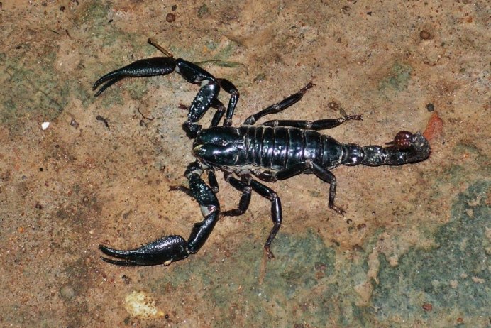 Heterometrus cyaneus