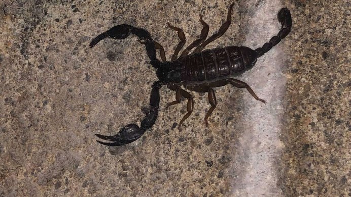 Heterometrus longimanus