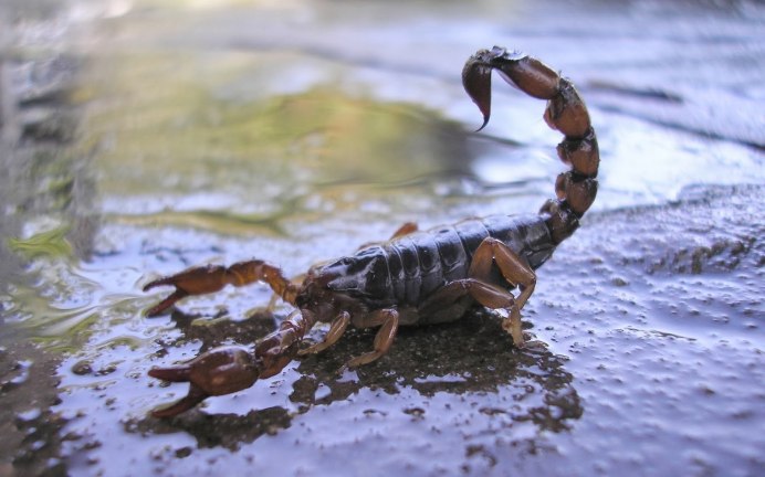 Euscorpius Germanus