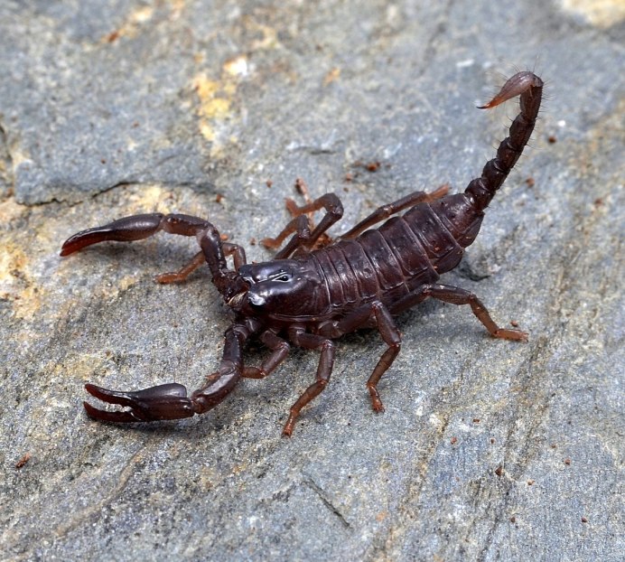 Итальянский Скорпион Euscorpius ital