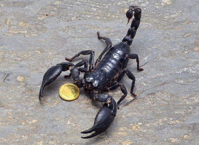 Mesobuthus eupeus