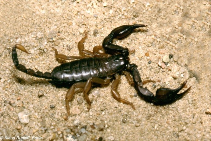 Euscorpius italicus