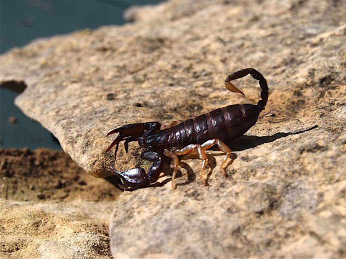 Euscorpius mingrelicus
