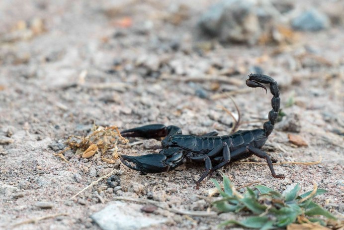 Итальянский Скорпион Euscorpius italicus