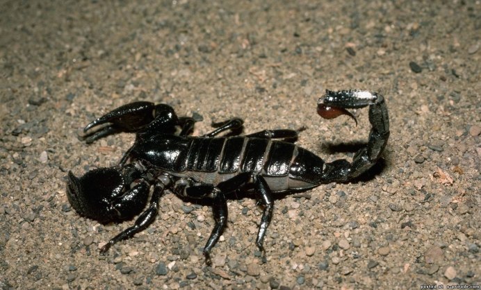 Heterometrus cyaneus
