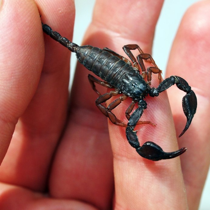 Mesobuthus caucasicus