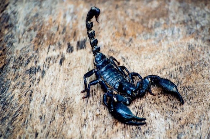 Euscorpius flavicaudis