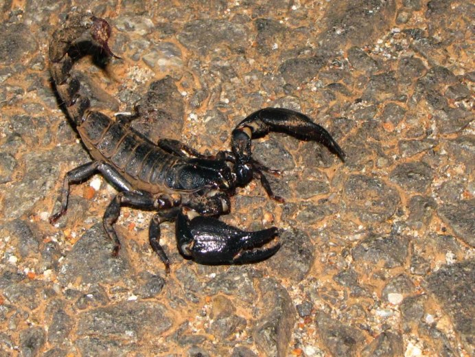 Итальянский Скорпион Euscorpius italicus