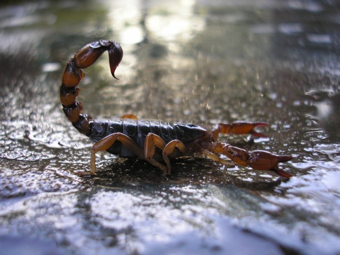 Императорский Скорпион (Pandinus Imperator)