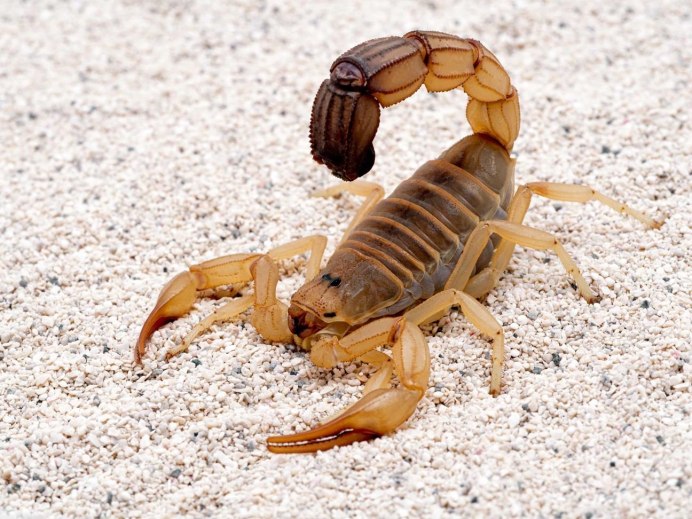 Heterometrus petersii