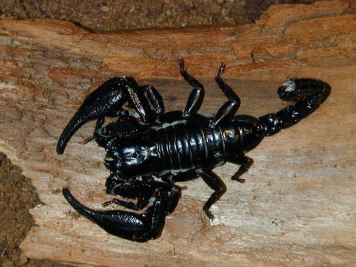 Скорпион Heterometrus petersi