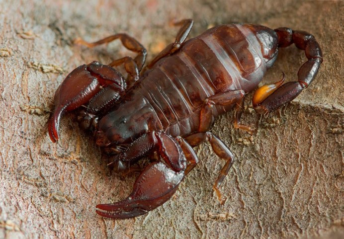 Euscorpius mingrelicus