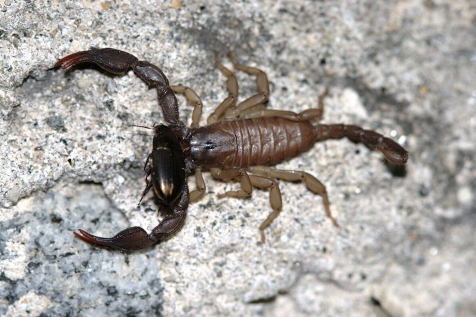 Heterometrus petersii