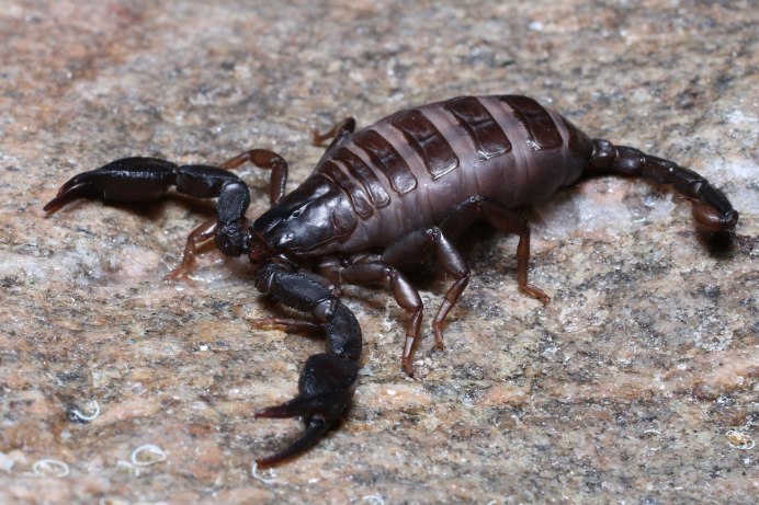 Heterometrus madraspatensis