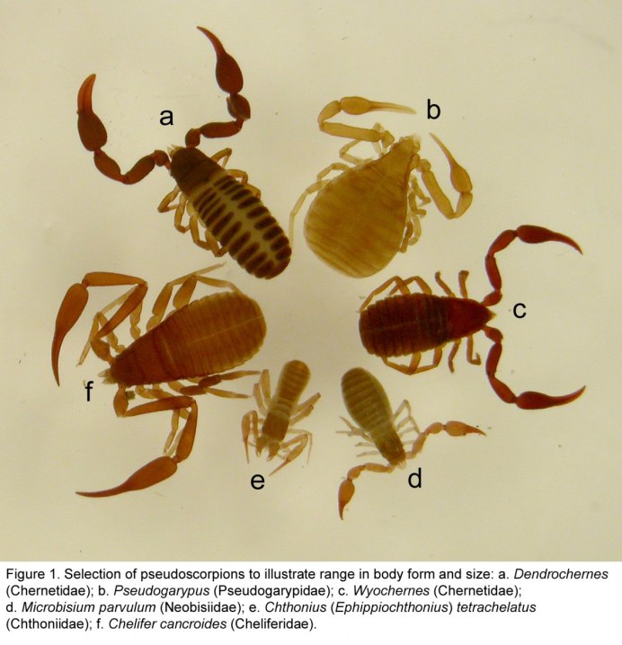 Euscorpius carpathicus