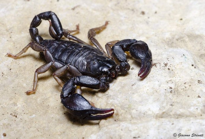 Мингрельский Скорпион Euscorpius mingrelicus