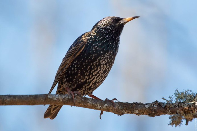 Обыкновенный скворец