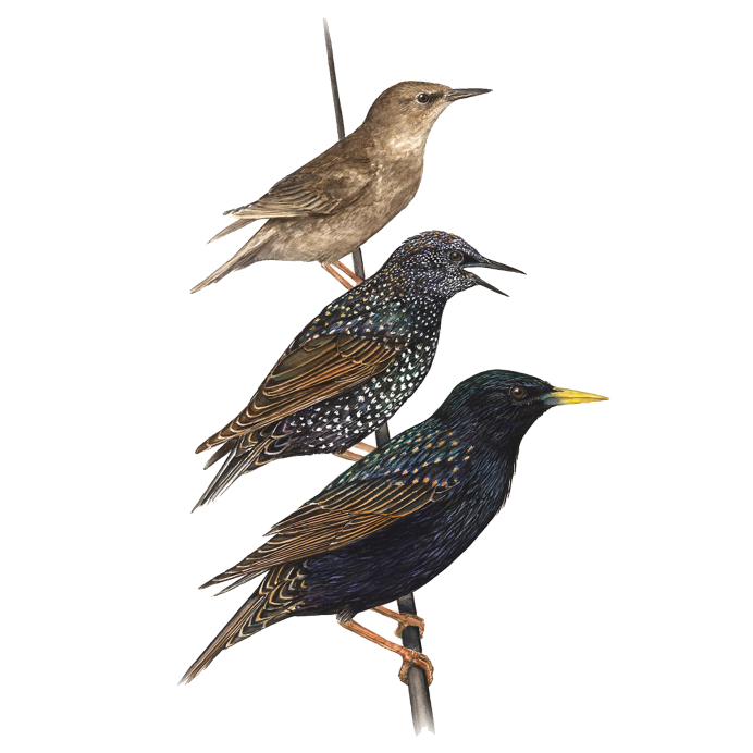 Скворец демонстрационный материал