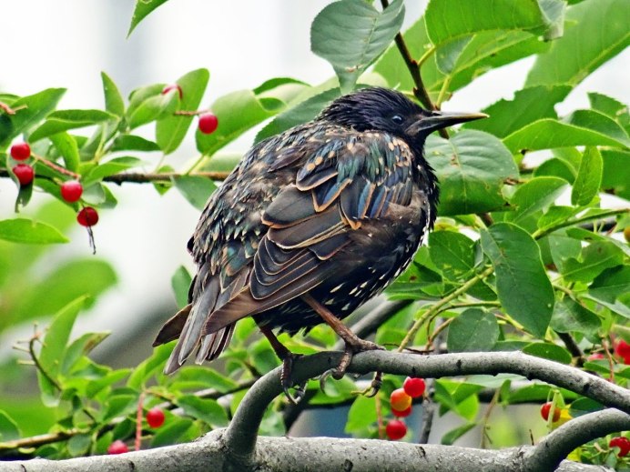 Скворец в полете