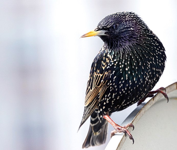 Казахстанский скворец