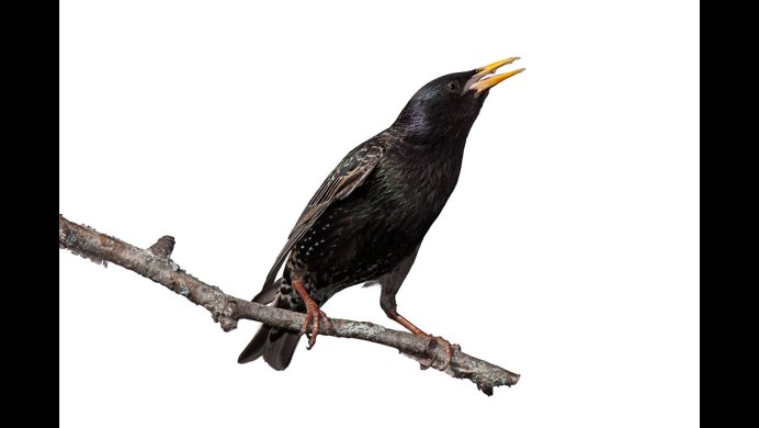 Скворцы в Башкирии