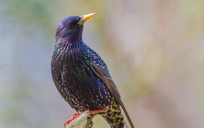Скворец поет